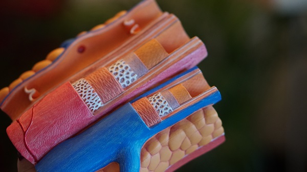 Budowa naczynia krwionośnego