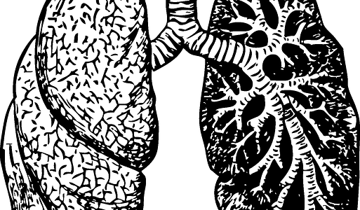 Oskrzela – budowa, funkcje, choroby