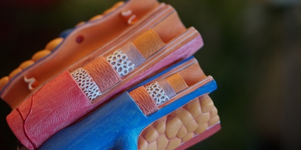 Jak dbać o naczynia krwionośne?