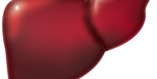 Wątroba – narząd wielozadaniowy!