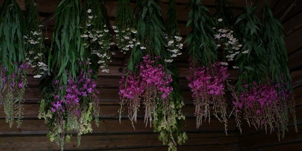 Jakie zioła na odchudzanie?