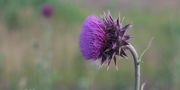 Jakie zioła na obniżenie cholesterolu?
