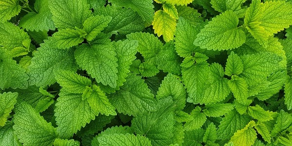 Jakie zioła na trzustkę?