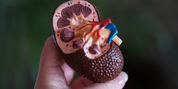 Jakie zioła na nerki?