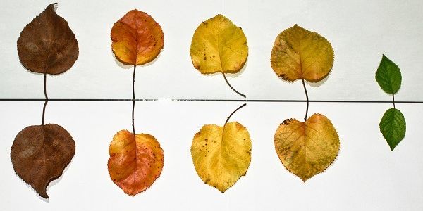 Jak poprawić pamięć?